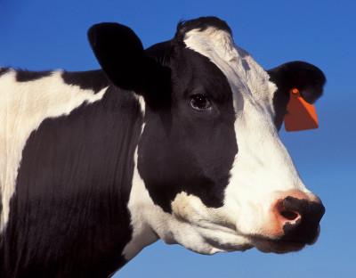 10066-close-up-of-a-black-and-white-cow-pv